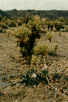 cholla