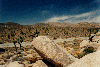 joshua tree forest