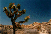 joshua tree