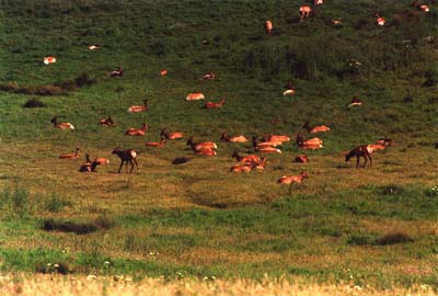 Photographs of Point Reyes National Seashore, California.