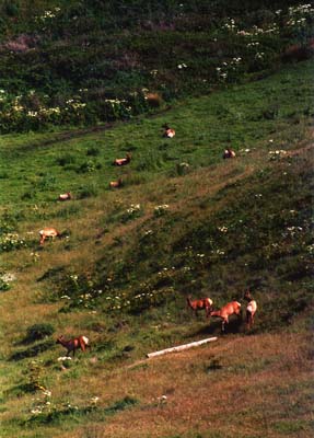 Photographs of Point Reyes National Seashore, California.