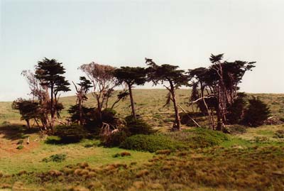 Photographs of Point Reyes National Seashore, California.