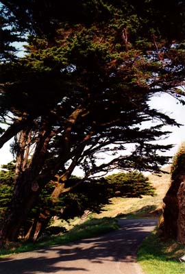 Photographs of Point Reyes National Seashore, California.