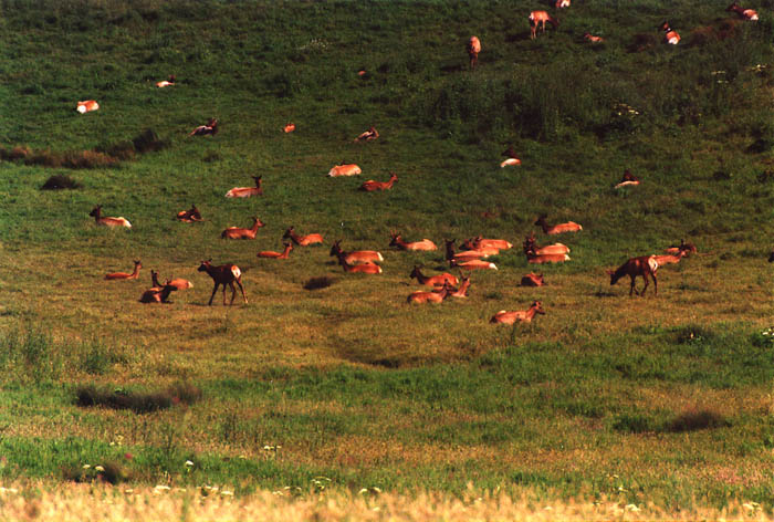 Photographs of Point Reyes National Seashore, California.