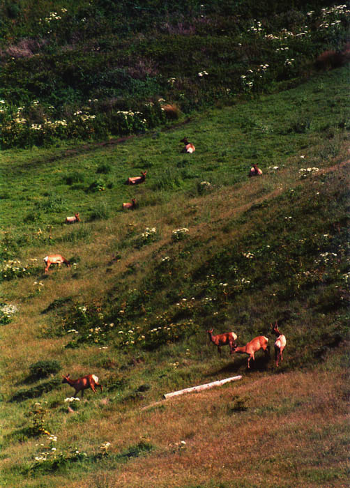 Photographs of Point Reyes National Seashore, California.