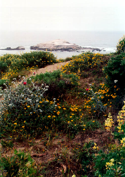 Photographs of Point Reyes National Seashore, California.