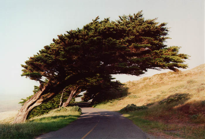 Photographs of Point Reyes National Seashore, California.