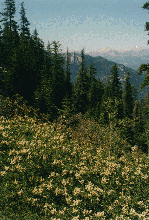 Trail Picture