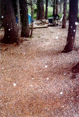 Photographs of Lassen National Volcanic Park during a late June snowstorm.