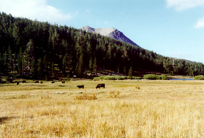 Images from the Carson-Iceberg Wilderness, Twin Lakes, Yosemite and the Owens Valley.