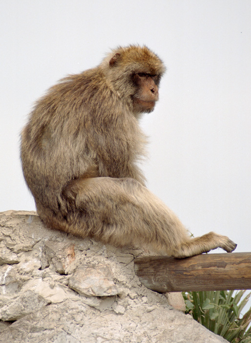 An afternoon in Gibraltar.