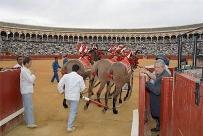 Backstage at a bullfight in Sevilla, Spain. What happens to the bull after the fight?