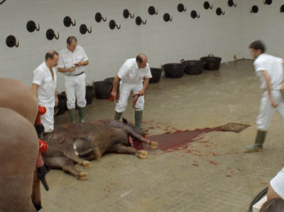Backstage at a bullfight in Sevilla, Spain. What happens to the bull after the fight?