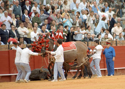 Backstage at a bullfight in Sevilla, Spain. What happens to the bull after the fight?