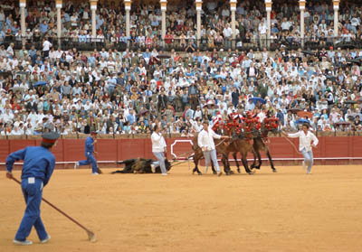 Backstage at a bullfight in Sevilla, Spain. What happens to the bull after the fight?