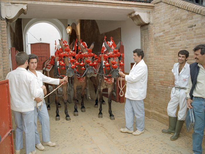 Backstage at a bullfight in Sevilla, Spain. What happens to the bull after the fight?