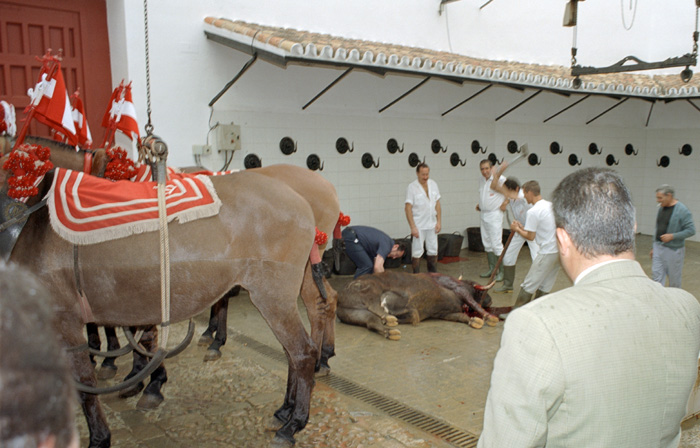 Backstage at a bullfight in Sevilla, Spain. What happens to the bull after the fight?