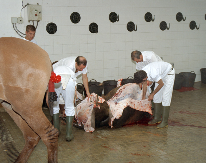 Backstage at a bullfight in Sevilla, Spain. What happens to the bull after the fight?