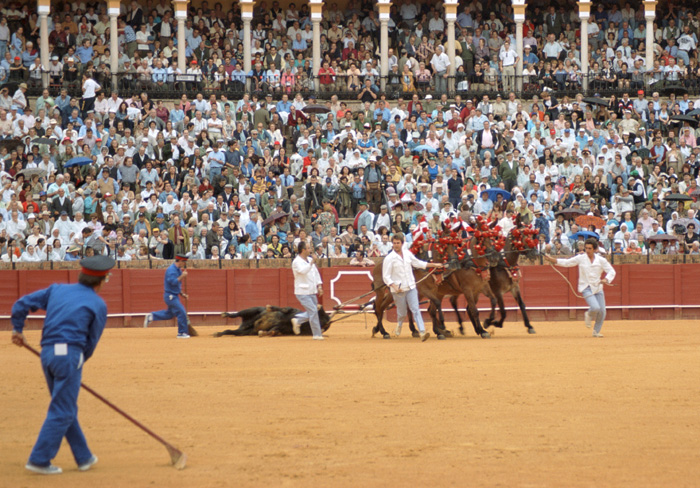 Backstage at a bullfight in Sevilla, Spain. What happens to the bull after the fight?