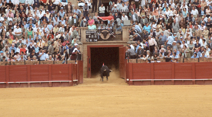 A bullfight in Sevilla, Spain.