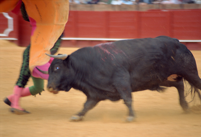 A bullfight in Sevilla, Spain.