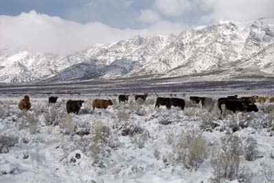 Photographs from a snowy drive between Elko and Ely over 'Secret Pass'.