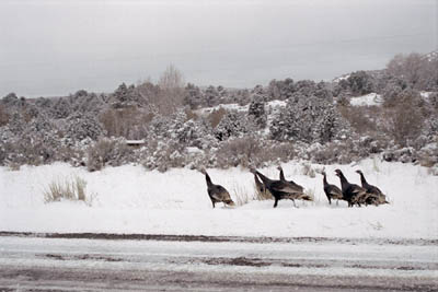 Things I found interesting while traveling through Utah and Nevada, November 1998.