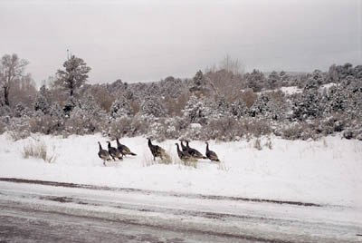 Things I found interesting while traveling through Utah and Nevada, November 1998.