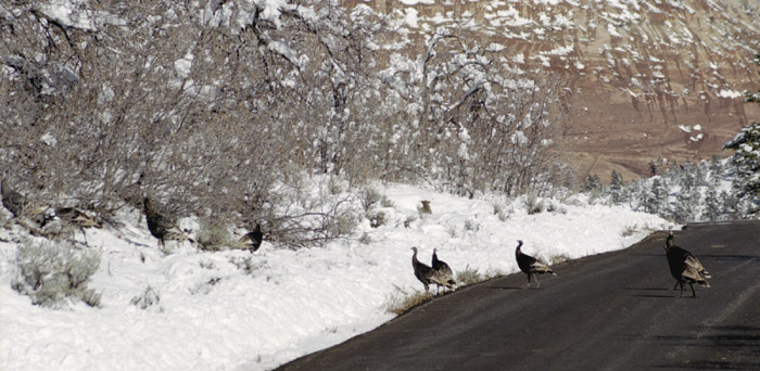 Things I found interesting while traveling through Utah and Nevada, November 1998.