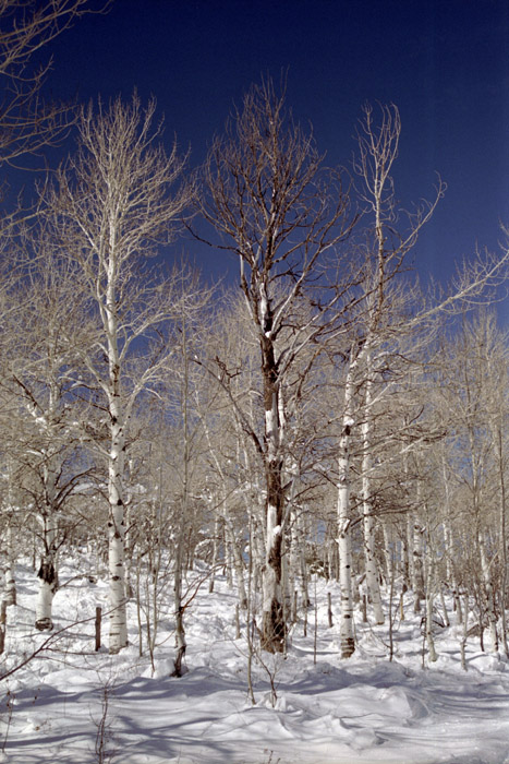 Photographs of Kolob Terrace, the highlands of Zion National Park, Utah.